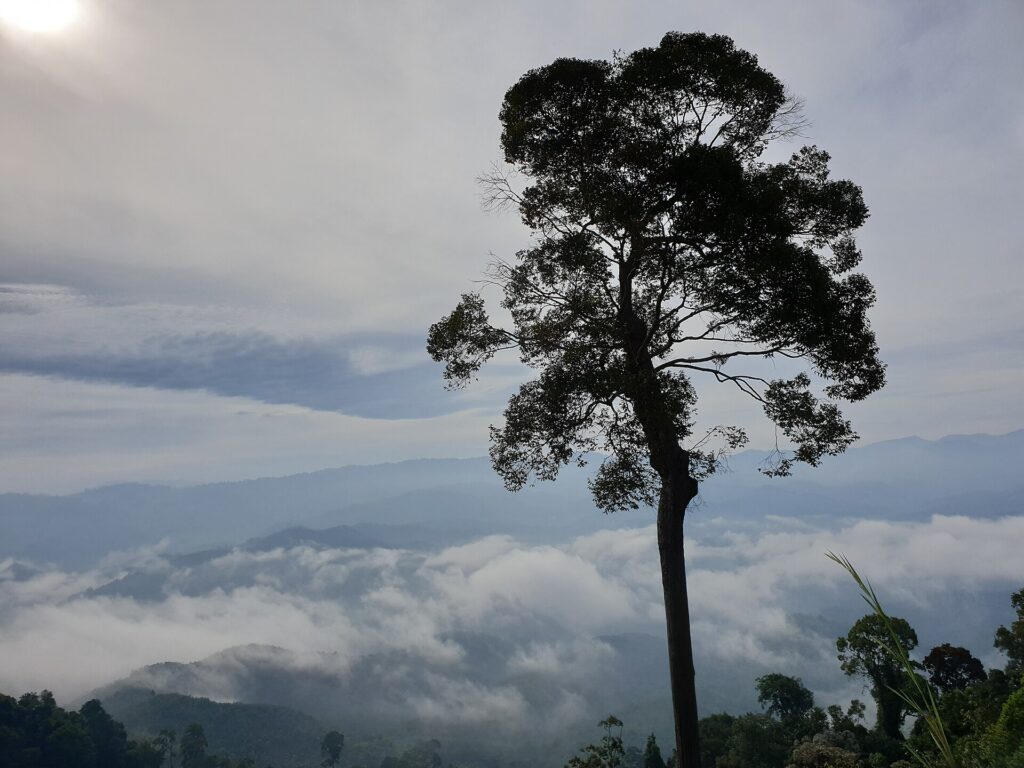 Big tree on the ridge above the Aiyoeweng sea of mist