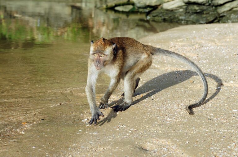 Monkey Trail to Pai Plong Beach