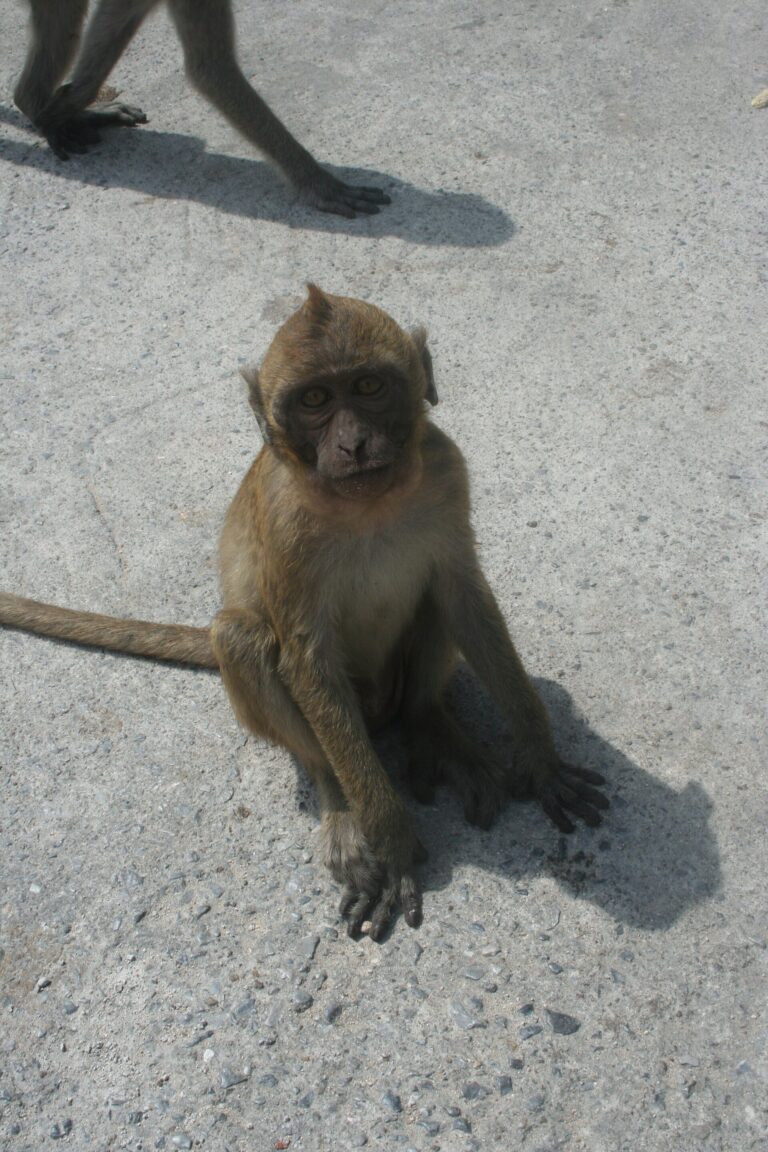 A macaque at Khao Takiab