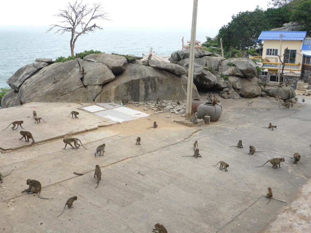 Macaques on Khao Takiab