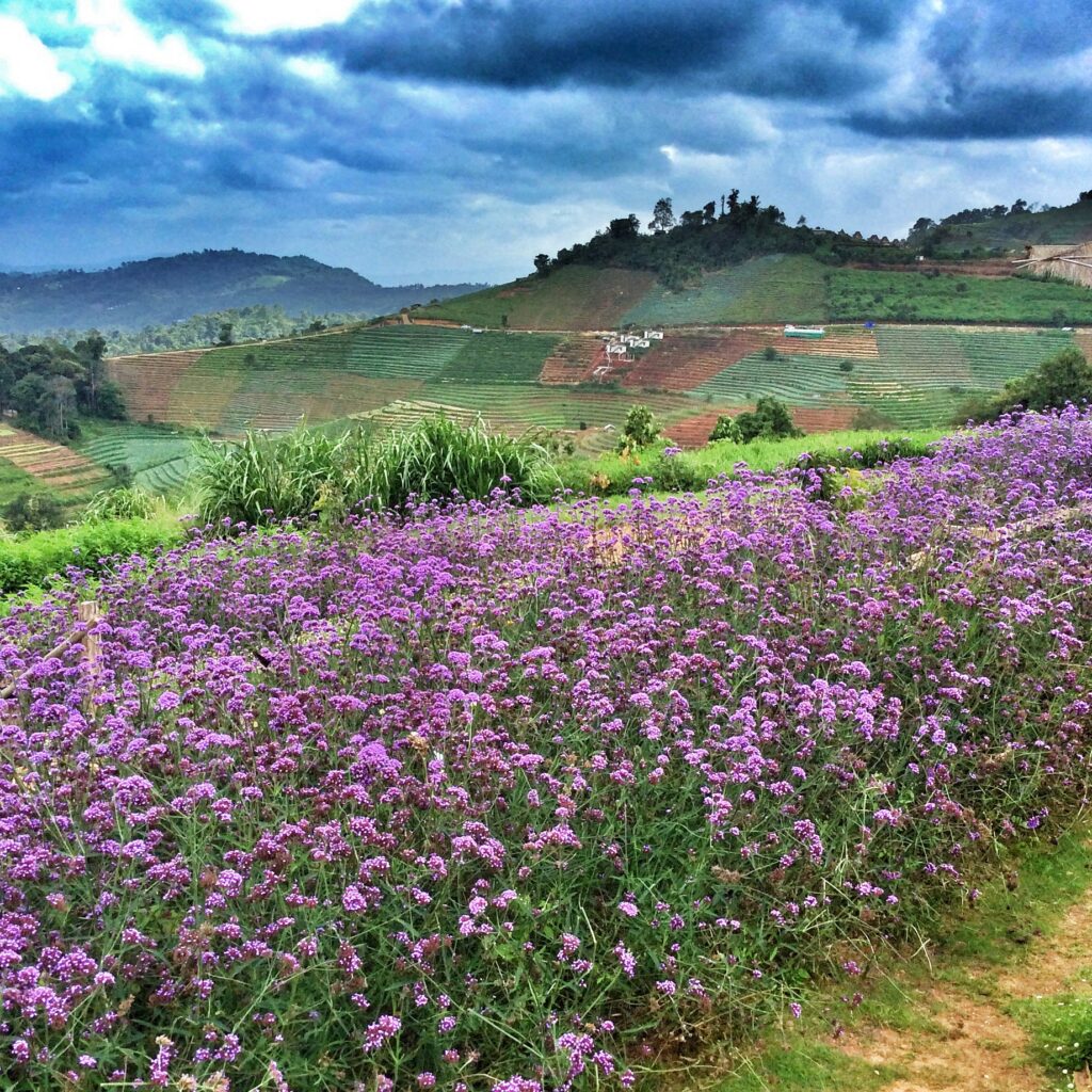Flower field on Mon Jam with mountain views