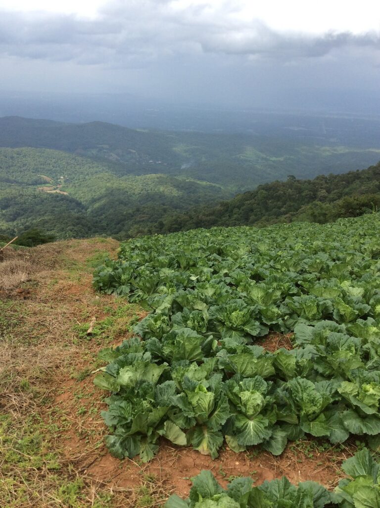 Royal Project farm plots