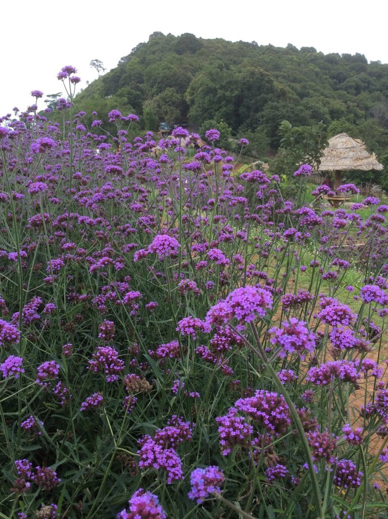 Purple verbena on Mon Jam