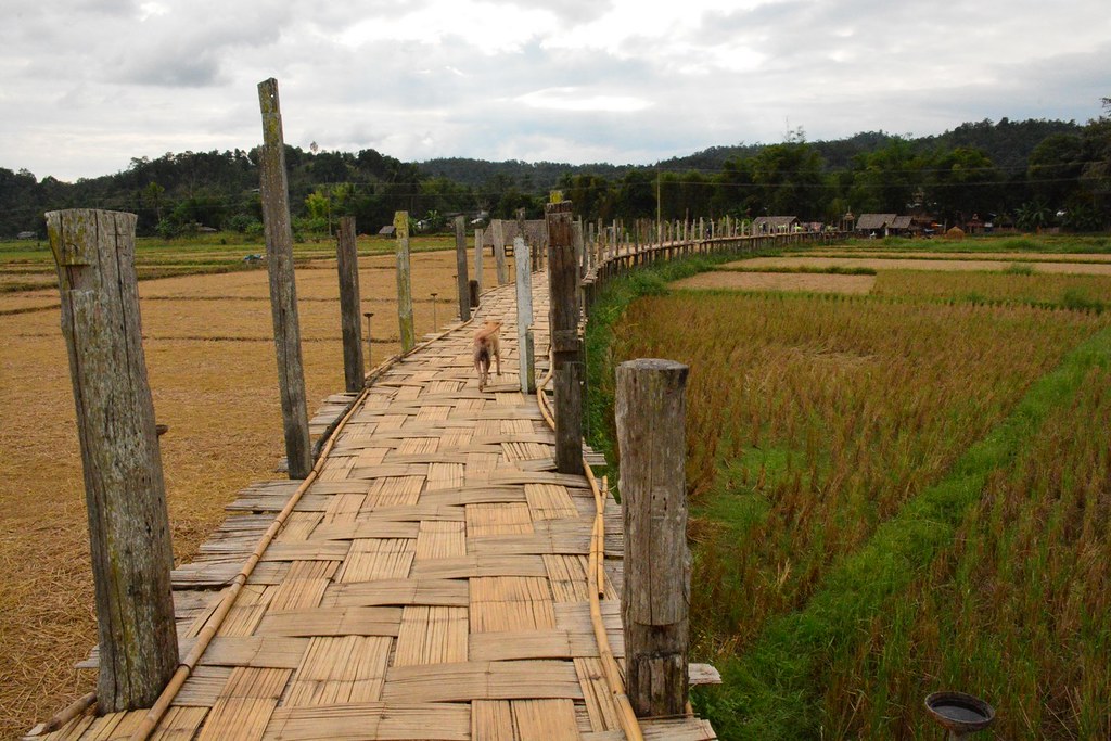 Su Tong Pae bamboo bridge across the rice fields of Ban Kung Mai Sak